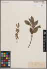 Foto von Salix cinerea L. x Salix nigricans Sm.